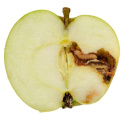 Pułapka klejowa z feromonem na owocówkę jabłkóweczkę Green Protect