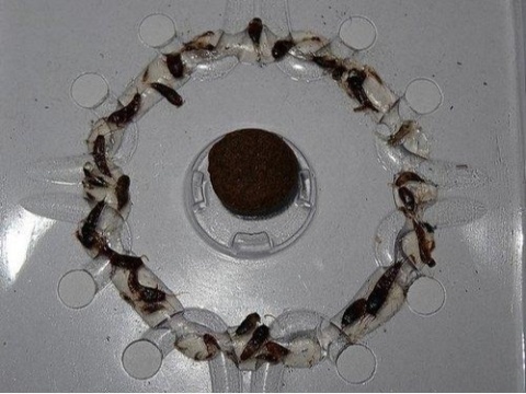 Pułapka na rybiki cukrowe opakowanie 2 szt. Panko