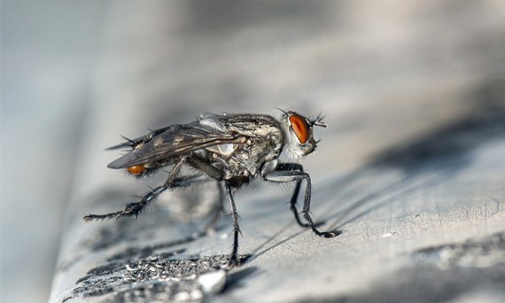 Co działa na muchy?