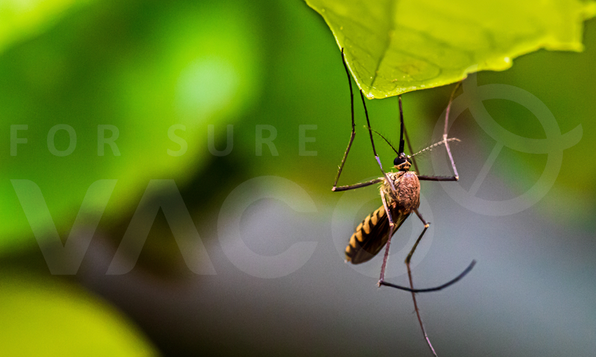 owady-krwiopijne-komary-kleszcze-zagrozenie